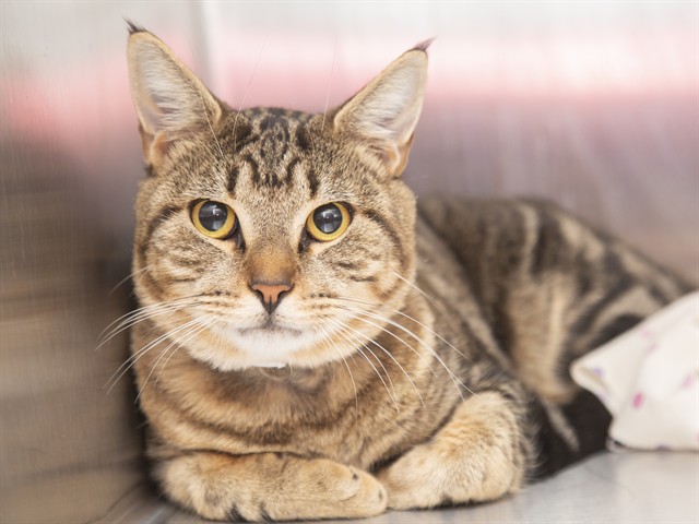 Shelter Stray Male Cat last seen N 59TH AVE & BEARDSLEY RD, 5501 E Van Buren St, Phoenix, AZ 85008, USA