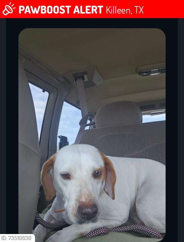 Lost Male Dog last seen West Trimmer, Killeen, TX 76542