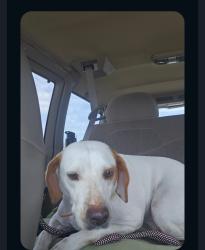 Lost Male Dog last seen West Trimmer, Killeen, TX 76542
