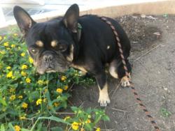Shelter Stray Male Dog last seen , 14409 Vanowen St, Van Nuys, CA 91405, USA