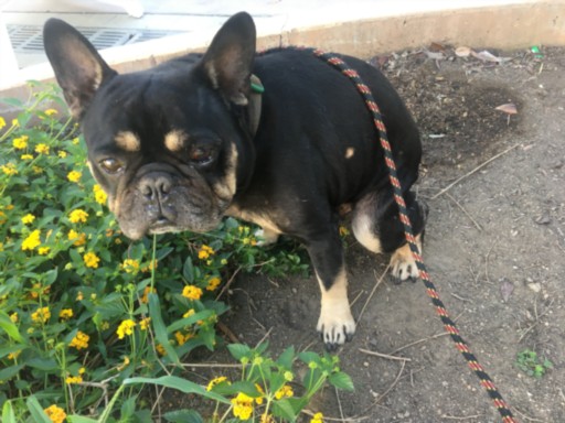 Shelter Stray Male Dog last seen , 14409 Vanowen St, Van Nuys, CA 91405, USA