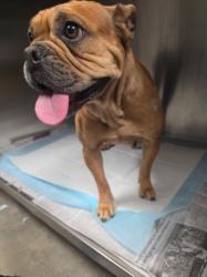 Shelter Stray Female Dog last seen , West Valley Animal Shelter, 20655 Plummer St, Chatsworth, CA 91311, USA