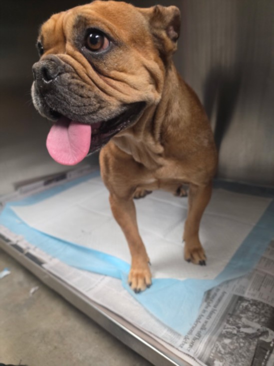 Shelter Stray Female Dog last seen , West Valley Animal Shelter, 20655 Plummer St, Chatsworth, CA 91311, USA