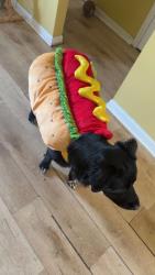 Lost Male Dog last seen Near 6th Ave, Vero Beach, FL, USA, Vero Beach, FL 32960