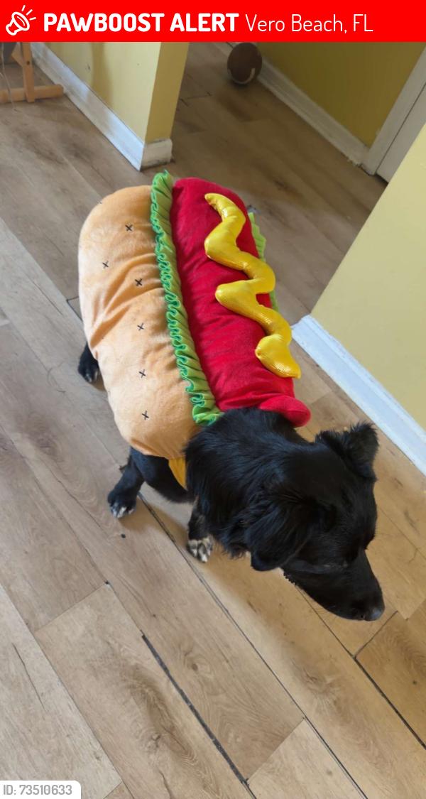 Lost Male Dog last seen Near 6th Ave, Vero Beach, FL, USA, Vero Beach, FL 32960