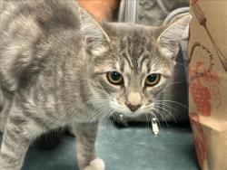 Shelter Stray Female Cat last seen , West Valley Animal Shelter, 20655 Plummer St, Chatsworth, CA 91311, USA