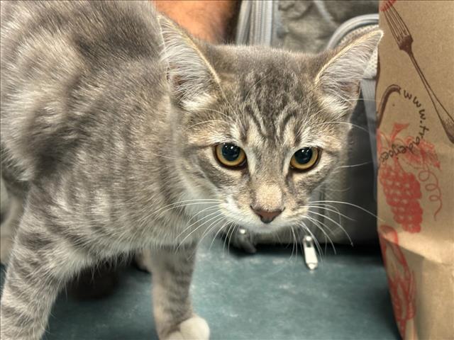 Shelter Stray Female Cat last seen , West Valley Animal Shelter, 20655 Plummer St, Chatsworth, CA 91311, USA