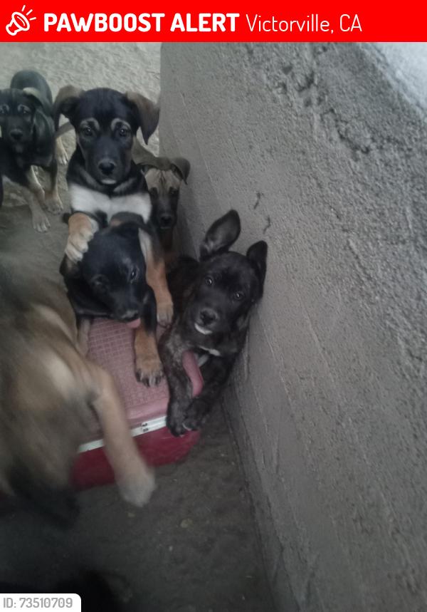 Lost Female Dog last seen D st and 4th st, Victorville, CA 92395