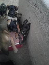 Lost Female Dog last seen D st and 4th st, Victorville, CA 92395