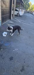 Reunited Male Dog last seen Flavel and Aspen Summit Dr, Portland, OR 97206