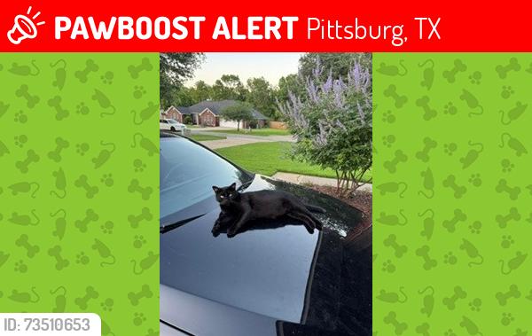 Lost Male Cat last seen CR 3101 and hwy 11, Pittsburg, TX 75686