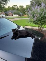 Lost Male Cat last seen CR 3101 and hwy 11, Pittsburg, TX 75686