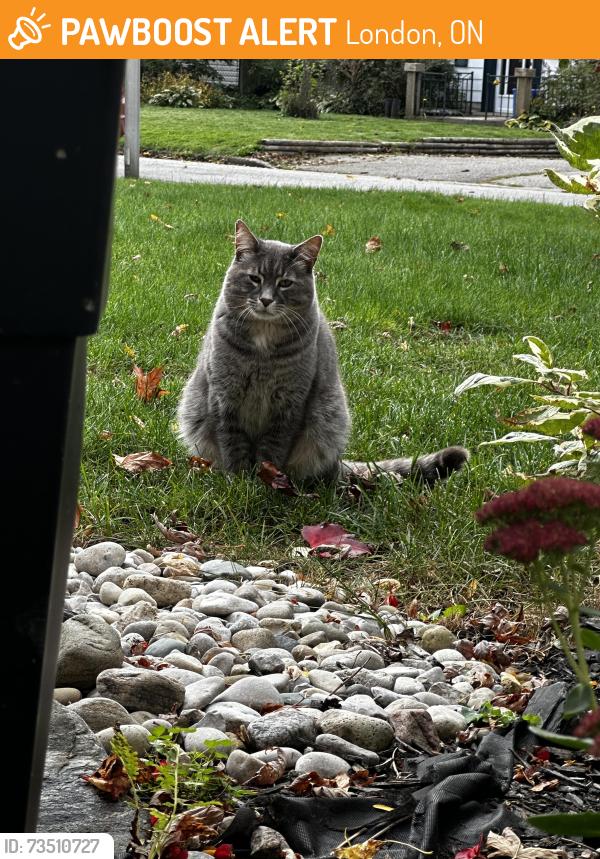 Found/Stray Unknown Cat last seen apeldorn and mincing, London, ON 