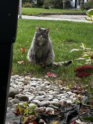 Found/Stray Unknown Cat last seen apeldorn and mincing, London, ON 