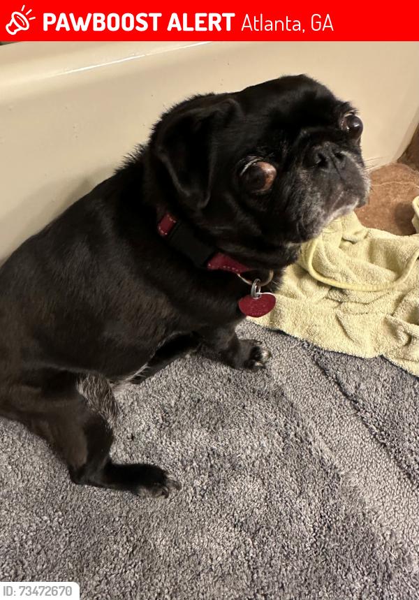 Lost Female Dog last seen Briarcliff Rd and Shallowford Rd, Atlanta, GA 30345