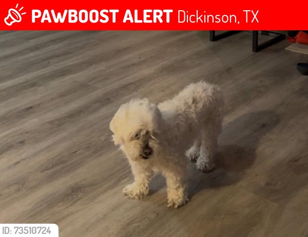 Lost Female Dog last seen Harbor Light St, Dickinson, Dickinson, TX 77539