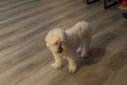 Lost Female Dog last seen Harbor Light St, Dickinson, Dickinson, TX 77539