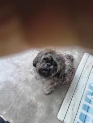 Found/Stray Unknown Dog last seen Se 15 and Bryant, Oklahoma City, OK 73129
