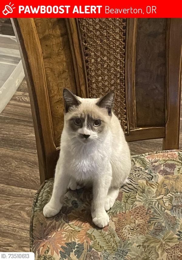 Lost Female Cat last seen 201st and baseline, Beaverton, OR 97003