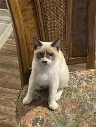 Lost Female Cat last seen 201st and baseline, Beaverton, OR 97003