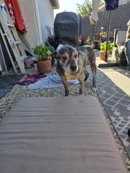 Reunited Male Dog last seen White Oak Rd., Concord, CA 94521