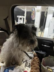 Reunited Male Dog last seen Ran way from county road 306, Carroll County, AR 72632