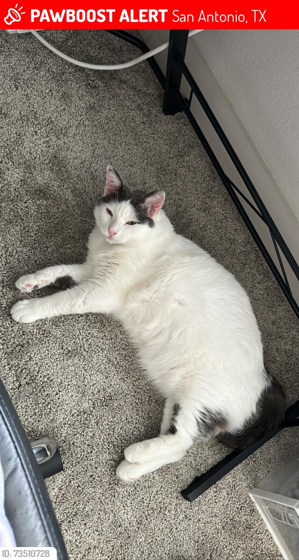 Lost Male Cat last seen Rodingite Street, San Antonio, TX 78253