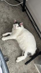 Lost Male Cat last seen Rodingite Street, San Antonio, TX 78253