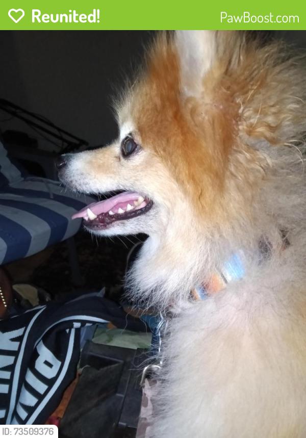 Reunited Unknown Dog last seen 13th and rural, Indianapolis, IN 46201