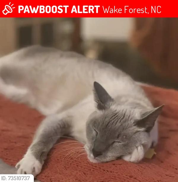 Lost Male Cat last seen Topaz and garnet, Wake Forest, NC 27587