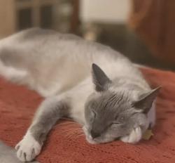 Lost Male Cat last seen Topaz and garnet, Wake Forest, NC 27587