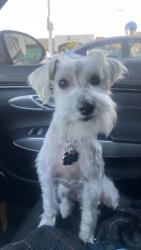 Lost Male Dog last seen Near the Walgreens on 56th st and Thomas, Phoenix, AZ 85018