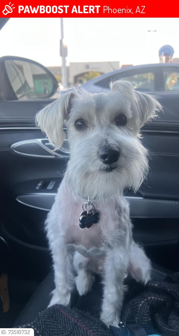 Lost Male Dog last seen Near the Walgreens on 56th st and Thomas, Phoenix, AZ 85018