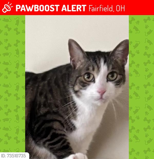 Lost Male Cat last seen Woodside dr Fairfield, Fairfield, OH 45014