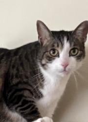 Lost Male Cat last seen Woodside dr Fairfield, Fairfield, OH 45014