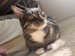 Reunited Male Cat last seen Right in the apmt homes in family tree portola springs, Irvine, CA 92618