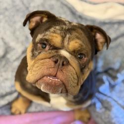 Shelter Stray Male Dog last seen Near FLORIN PERKINS RD, City of Sacramento, CA, 6201 Florin Perkins Rd, Sacramento, CA 95828, USA