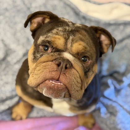 Shelter Stray Male Dog last seen Near FLORIN PERKINS RD, City of Sacramento, CA, 6201 Florin Perkins Rd, Sacramento, CA 95828, USA