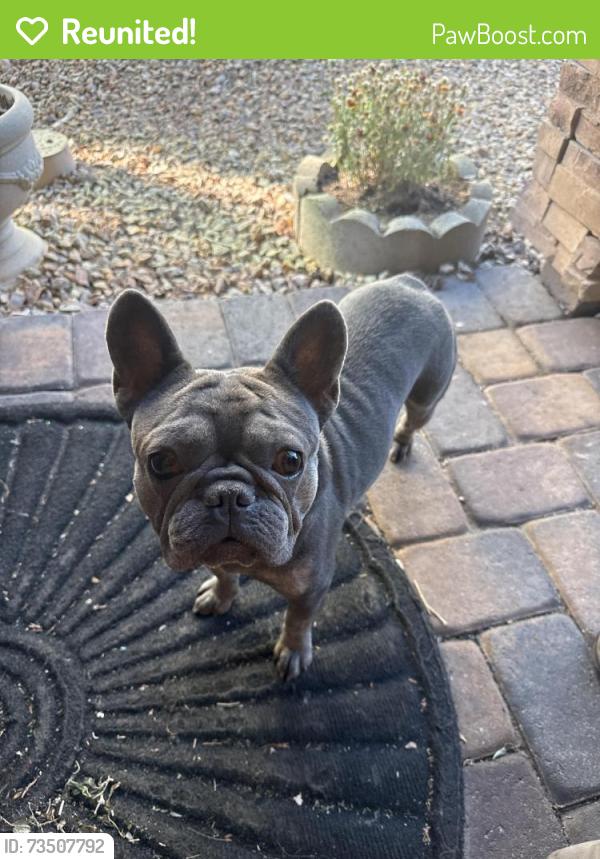 Reunited Female Dog last seen Centennial and n lamb, North Las Vegas, NV 89081