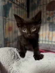 Shelter Stray Male Cat last seen Near Spring garden Rd, New Bern,, 1639 Old Airport Rd, New Bern, NC 28562, USA