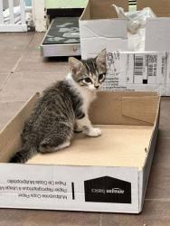 Shelter Stray Male Cat last seen Near Blk of Euclid, District 2 - West Cleburne, TX, 2375 Service Dr, Cleburne, TX 76033, USA
