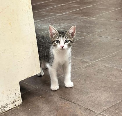 Shelter Stray Male Cat last seen Near Blk of Euclid, District 2 - West Cleburne, TX, 2375 Service Dr, Cleburne, TX 76033, USA