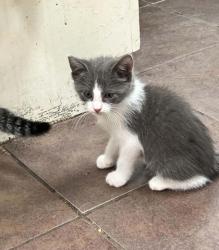 Shelter Stray Female Cat last seen Near BLK Blackfoot, District 2 - West Cleburne, TX, 2375 Service Dr, Cleburne, TX 76033, USA
