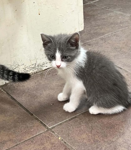 Shelter Stray Female Cat last seen Near BLK Blackfoot, District 2 - West Cleburne, TX, 2375 Service Dr, Cleburne, TX 76033, USA
