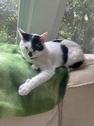 Reunited Female Cat last seen At home on Park View Road, Chevy Chase, MD, Chevy Chase, MD 20815