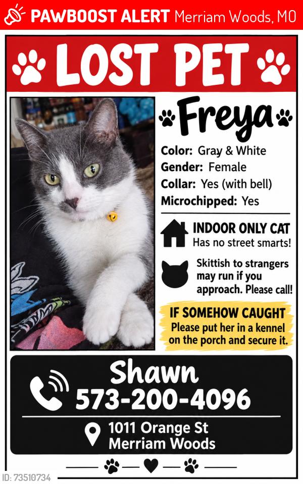 Lost Female Cat last seen Orange Street, Merriam Woods, MO 65740