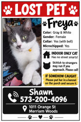 Lost Female Cat last seen Orange Street, Merriam Woods, MO 65740
