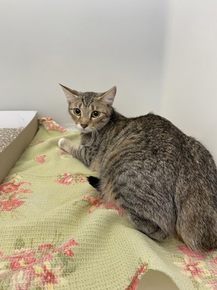 Shelter Stray Female Cat last seen Near 38th Ave, Vero Beach, FL, 6230 77th St, Vero Beach, FL 32967, USA