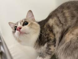 Shelter Stray Female Cat last seen Near 38th Ave, Vero Beach, FL, 6230 77th St, Vero Beach, FL 32967, USA