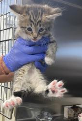 Shelter Stray Male Cat last seen Near 38th Ave, Vero Beach, FL, 6230 77th St, Vero Beach, FL 32967, USA